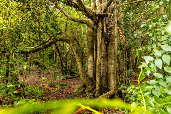 Beautiful tree in the Laurisilva forest of Los tilos de Moya in Doramas, Gran Canaria