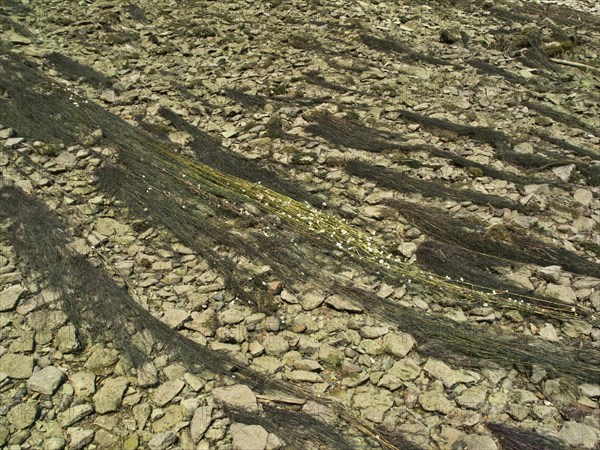 Flooding buttercup, Ranunculus fluitans, Danube seepage near Immendingen, Tuttlingen district, Baden-Wuerttemberg, Germany, Europe