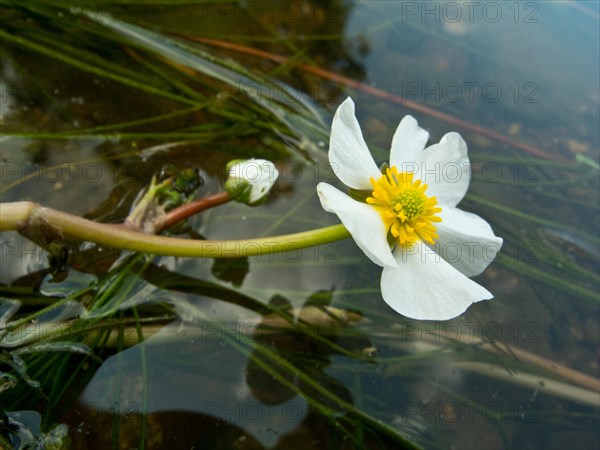 Flooding buttercup, Ranunculus fluitans, Danube seepage near Immendingen, Tuttlingen district, Baden-Wuerttemberg, Germany, Europe