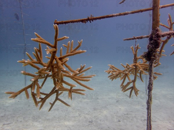 Coral farming. Magnificently grown specimens of staghorn coral (Acropora cervicornis) on the rack, ready to be cut into pieces and then released onto the reef. The aim is to breed corals that can withstand the higher water temperatures. Dive site Nursery, Tavernier, Florida Keys, Florida, USA, North America