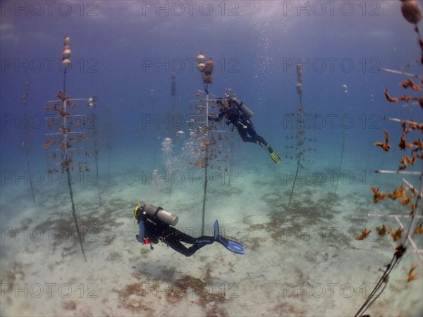 Coral farming. Divers clean the racks on which young specimens of elkhorn coral (Acropora palmata) or staghorn coral (Acropora cervicornis) grow until they can be released onto the reef. The aim is to breed corals that can withstand the higher water temperatures. Dive site Nursery, Tavernier, Florida Keys, Florida, USA, North America