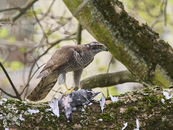 Northern goshawk (Accipiter gentilis) with catch