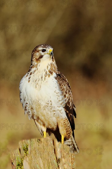 Steppe buzzard (Buteo buteo) sitting on a pasture fence post, wildlife, Siegerland, animals, birds, birds of prey, North Rhine-Westphalia, Germany, Europe