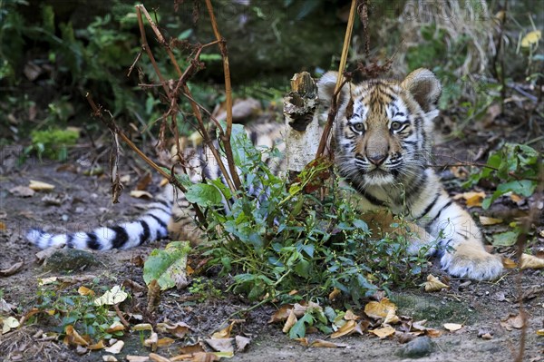 A tiger young hides behind leaves while playing in the forest, Siberian tiger, Amur tiger, (Phantera tigris altaica), cubs