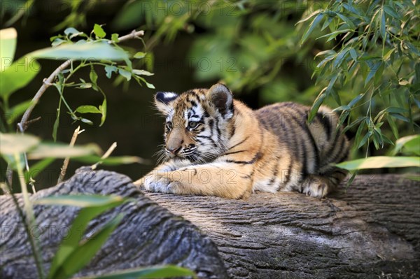 A young, curious looking tiger young lies on a tree trunk, Siberian tiger, Amur tiger, (Phantera tigris altaica), cubs