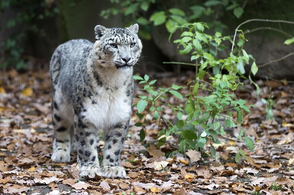 A snow leopard standing on a leafy ground in the forest, snow leopard, (Uncia uncia), young