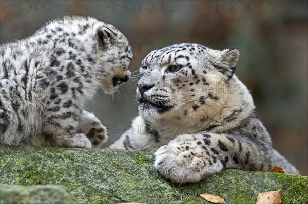 A snow leopard young facing an adult, both face to face, snow leopard, (Uncia uncia), young