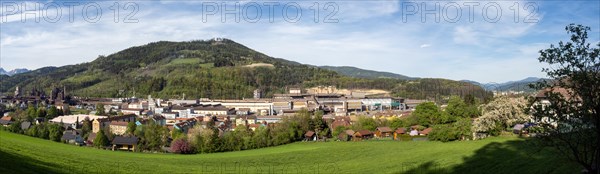 Cows grazing in front of the Donawitz steelworks of voestalpine AG, panoramic view, Donawitz district, Leoben, Styria, Austria, Europe