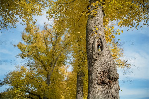 Deadwood structure Cave on avenue tree, cave runs through the entire tree, important habitat for insects and birds, North Rhine-Westphalia, Germany, Europe