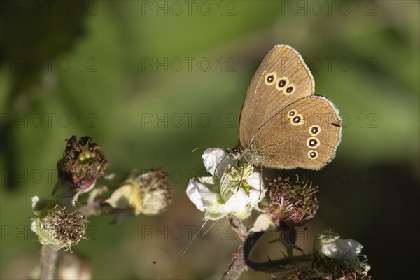 Ringlet butterfly (Aphantopus hyperantus) adult feeding on Bramble flowers, Suffolk, England, United Kingdom, Europe