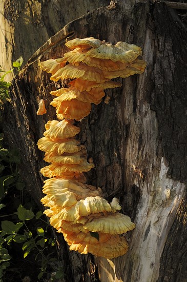 Sulphur polypore (Laetiporus sulphureus), North Rhine-Westphalia, Germany, Europe