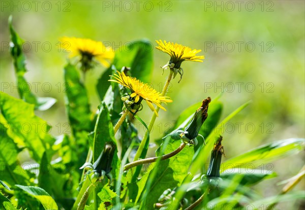 Open and closed yellow flowers of dandelion, dandelion, buttercup, common dandelion (Taraxacum ruderalia) shine on a sunny day on a green meadow in the grass, spring, spring, summer, macro shot, close-up, close-up, Allertal, Lower Saxony, Germany, Europe