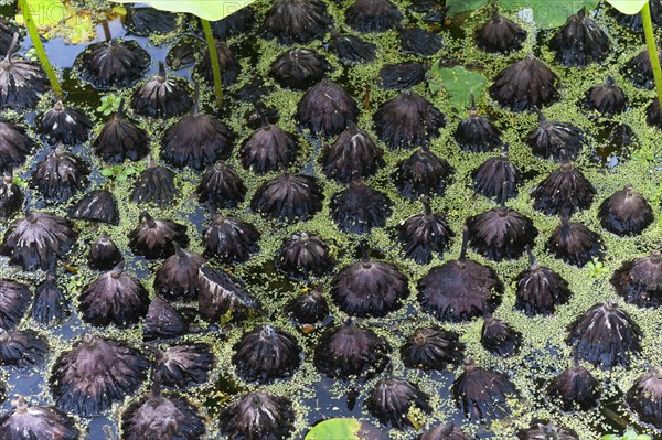 Fallen seed heads of white lotus (Nelumbo) in the water in the Parc Floral et Tropical de la Court d'Aron, Saint Cyr en Talmondais, Vandee, France, Europe