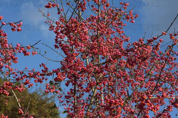 Flowering european spindle (Euonymus europaeus), also known as common monkshood, Middle Franconia, Bavaria, Germany, Europe
