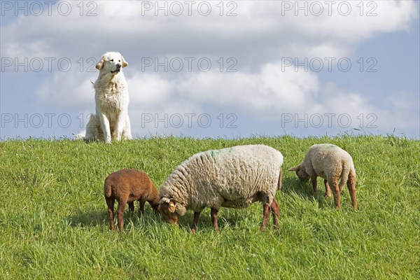 Livestock guarding dog guarding sheep, shepherd dog, lambs, Elbe dyke near Bleckede, Lower Saxony, Germany, Europe