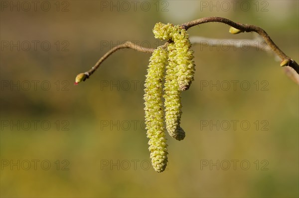 Common hazels (Corylus avellana), twig with male hazelnut blossoms, allergy, pollen, North Rhine-Westphalia, Germany, Europe