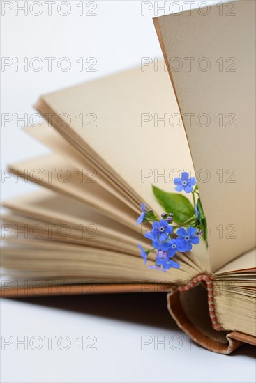 Forget-me-not, flowers on book