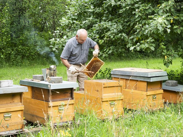 Beekeeper inspecting a frame with honey bees (Apis mellifera), North Rhine-Westphalia, Germany, Europe