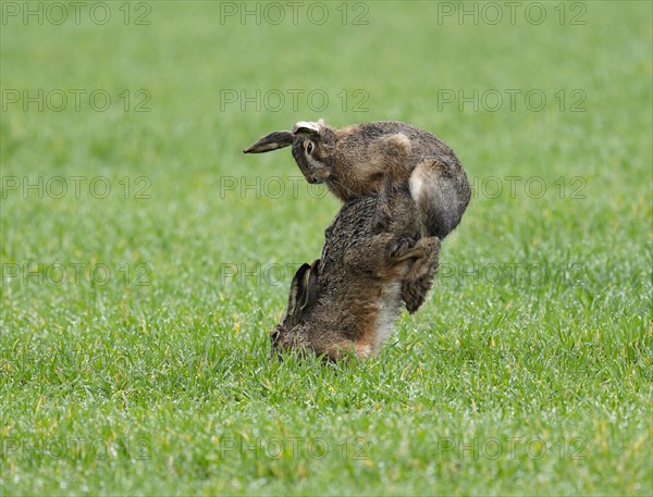 European hare (Lepus europaeus), mating, copula on a grain field, after mating the female hare throws off the male hare, wildlife, Thuringia, Germany, Europe