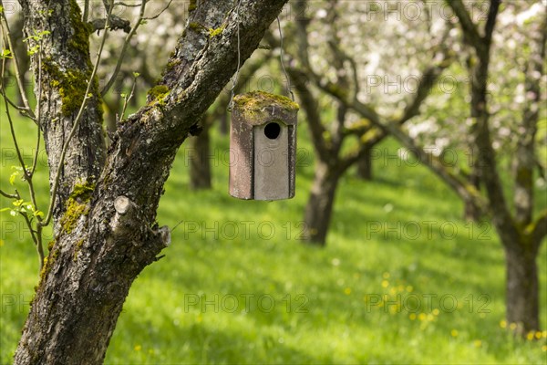 Nesting box for songbirds, meadow orchard, flowering apple trees, Baden, Wuerttemberg, Germany, Europe