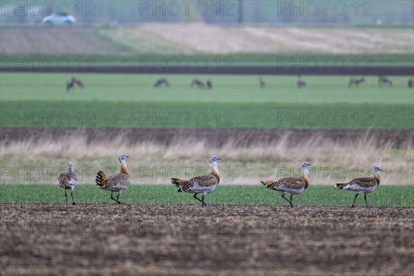 Several great bustards (Otis tarda) in a field, cockerels, Lower Austria, Austria, Europe