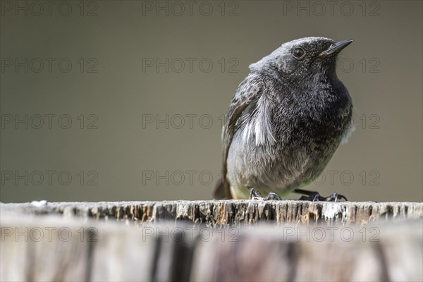 Black redstart (Phoenicurus ochruros), young bird, sitting on a tree trunk, Stuttgart, Baden-Wuerttemberg, Germany, Europe