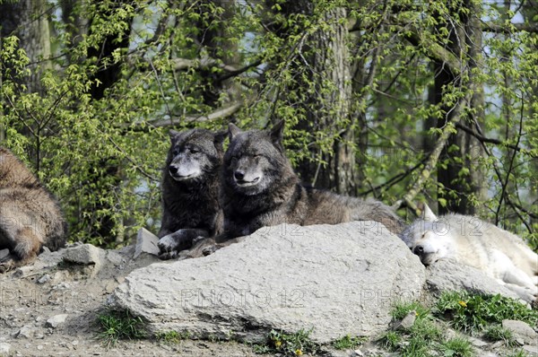 Mackenzie valley wolf (Canis lupus occidentalis), Captive, Germany, Europe, Two relaxed wolves lying on a rock, surrounded by green vegetation, Tierpark, Baden-Wuerttemberg, Europe
