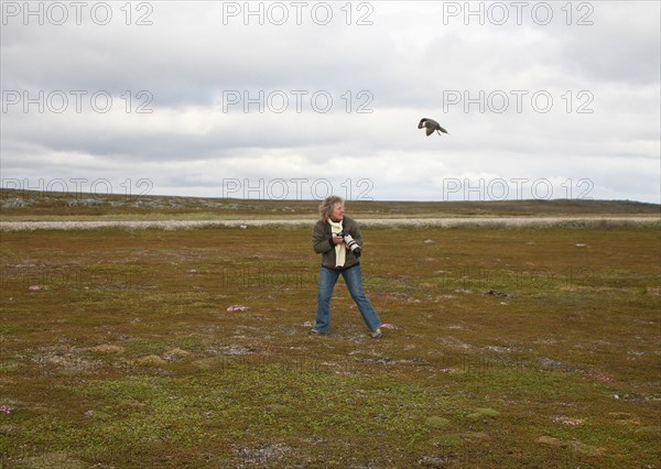 Arctic skua (Stercorarius parasiticus) attacking a photographer in the tundra, Lapland, Northern Norway, Scandinavia