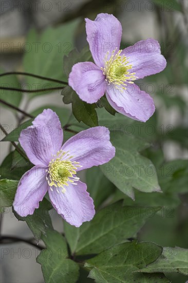 Mountain clematis (clematis montana (Clematis montana Tetrarose), Emsland, Lower Saxony Germany