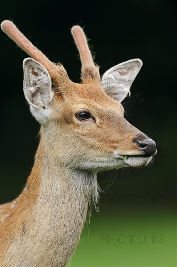 Manchurian sika deer (Cervus nippon hortulorum) with velvet antlers in summer, captive, Germany, Europe