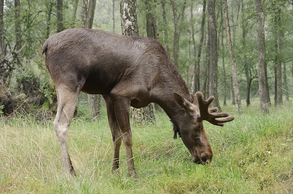 Eurasian elk (Alces alces alces), bull elk, captive, Germany, Europe
