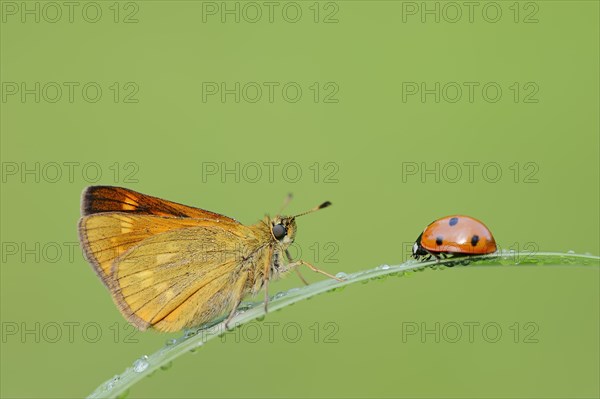 Rusty-coloured butterfly (Ochlodes sylvanus, Augiades sylvanus) and seven-spott ladybird (Coccinella septempunctata), North Rhine-Westphalia, Germany, Europe