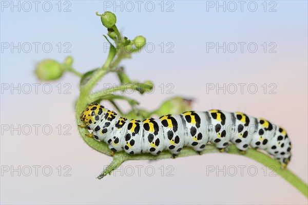 Brown-root monk (Shargacucullia scrophulariae), caterpillar on knotted brown-root or knotted brown-root (Scrophularia nodosa), North Rhine-Westphalia, Germany, Europe