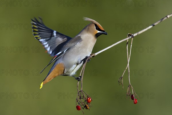 Bohemian waxwing (Bombycilla garrulus) feeding with small red fruits, La Mauricie national park, province of Quebec, Canada, AI generated, North America