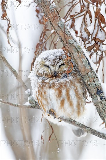 Northern saw-whet owl (Aegolius acadicus), perched on a tree after a snowfall, forest of Yamachiche, province of Quebec, Canada, AI generated, North America