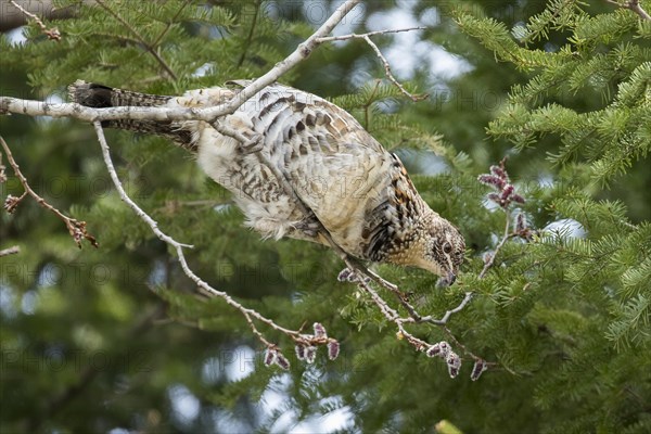 Ruffed grouse (Bonasa umbellus), male perched on a tree and eating buds, La Mauricie national park, Province of Quebec, Canada, AI generated, North America