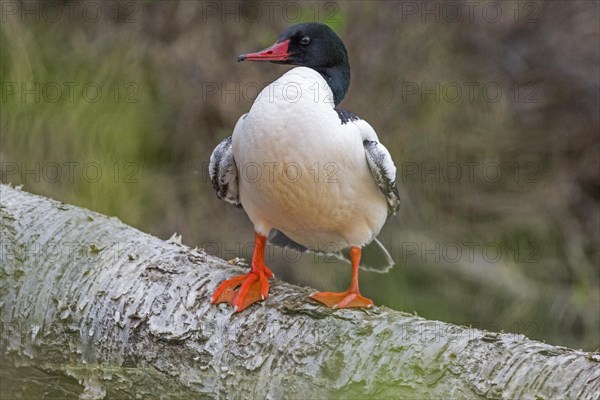 Common merganser (Mergus merganser), male perched on a fallen birch tree La Mauricie national park, province of Quebec, Canada, North America
