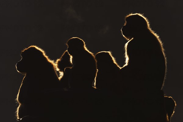 Djelada or gelada baboon (Theropithecus gelada), female in backlight, captive, occurrence in Ethiopia