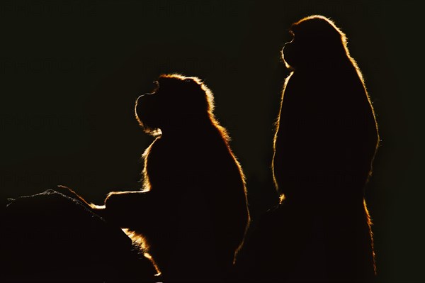 Djelada or gelada baboon (Theropithecus gelada), female in backlight, captive, occurrence in Ethiopia