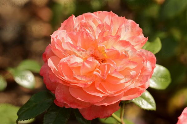Garden rose or rose 'Queen of Hearts' (Rosa hybrida), flower, ornamental plant, North Rhine-Westphalia, Germany, Europe