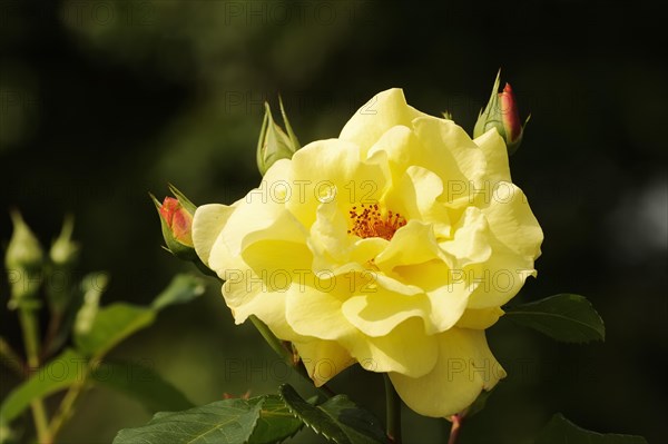 Garden rose or rose 'Lichtkoenigin Lucia' (Rosa hybrida), flower, ornamental plant, North Rhine-Westphalia, Germany, Europe