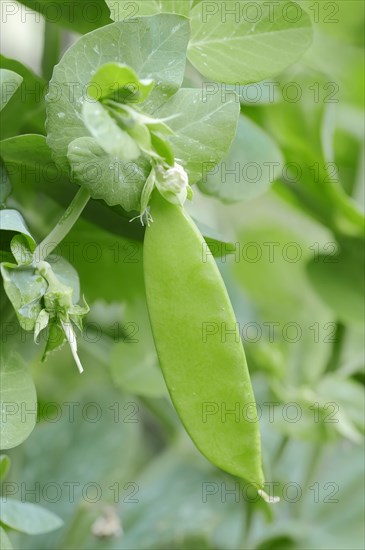 Pea or garden pea (Pisum sativum), pod, crop plant, North Rhine-Westphalia, Germany, Europe