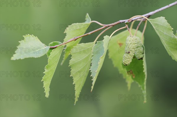 Silver birch (Betula pendula, Betula alba, Betula verrucosa), leaves and fruit clusters, North Rhine-Westphalia, Germany, Europe