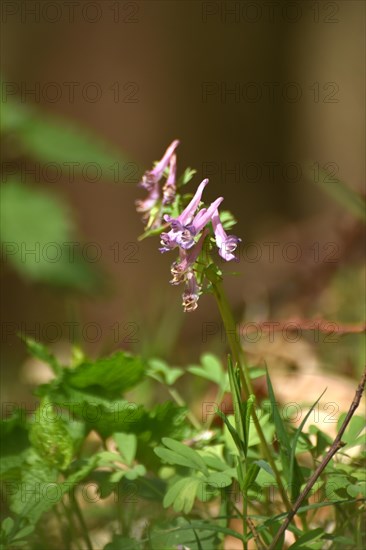 Fingered larkspur in early spring in the forest of the Hunsrueck-Hochwald National Park, Rhineland-Palatinate, Germany, Europe