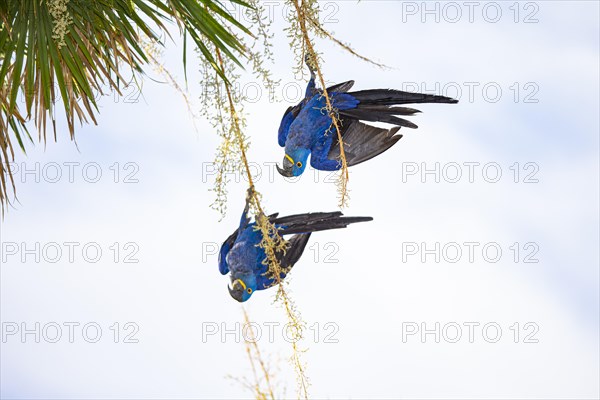 Hyacinth Macaw (Anodorhynchus hyacinthinus) Pantanal Brazil