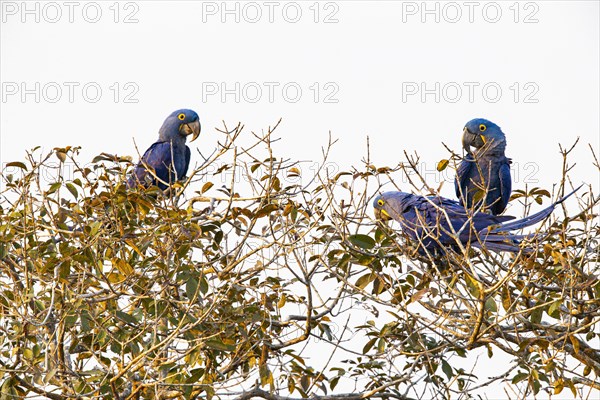 Hyacinth Macaw (Anodorhynchus hyacinthinus) Pantanal Brazil