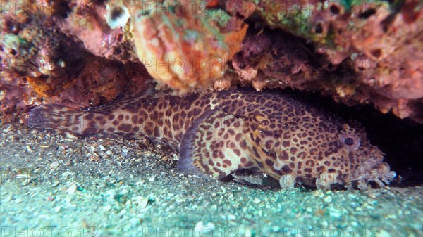 Gulf toadfish (Opsanus beta) Toadfish. Dive site Amber Jack, Destin, Panhandle, Gulf of Mexico, Florida, USA, North America