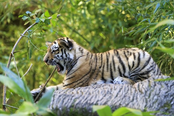 An energetic tiger young playing with a twig on a tree trunk, Siberian tiger, Amur tiger, (Phantera tigris altaica), Cubs