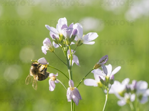 Bee on cuckoo flower (Cardamine pratensis), Leoben, Styria, Austria, Europe