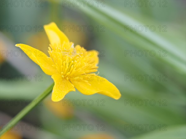 Marsh marigold (Caltha palustris), Leoben, Styria, Austria, Europe